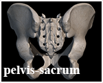 dorn sacrum selfhelp exercise